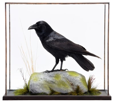 Lot 309 - Taxidermy: A Cased Common Raven (Corvus corax),...