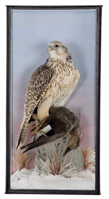 Lot 56 - Taxidermy: A Cased Gyr Falcon (Falco...