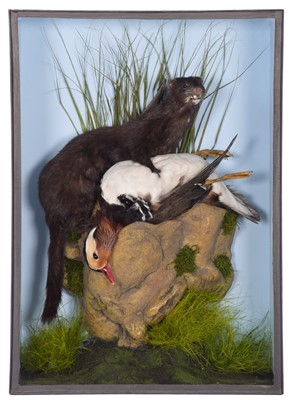 Lot 235 - Taxidermy: A Cased European Mink with Mandarin...