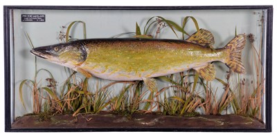Lot 179 - Taxidermy: A Cased Northern Pike (Esox lucius),...