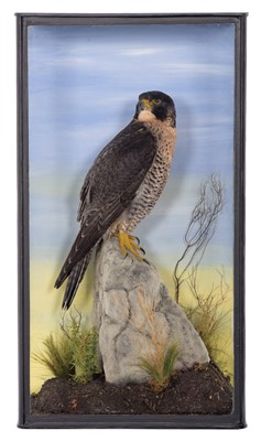 Lot 196 - Taxidermy: A Cased Peregrine Falcon (Falco...