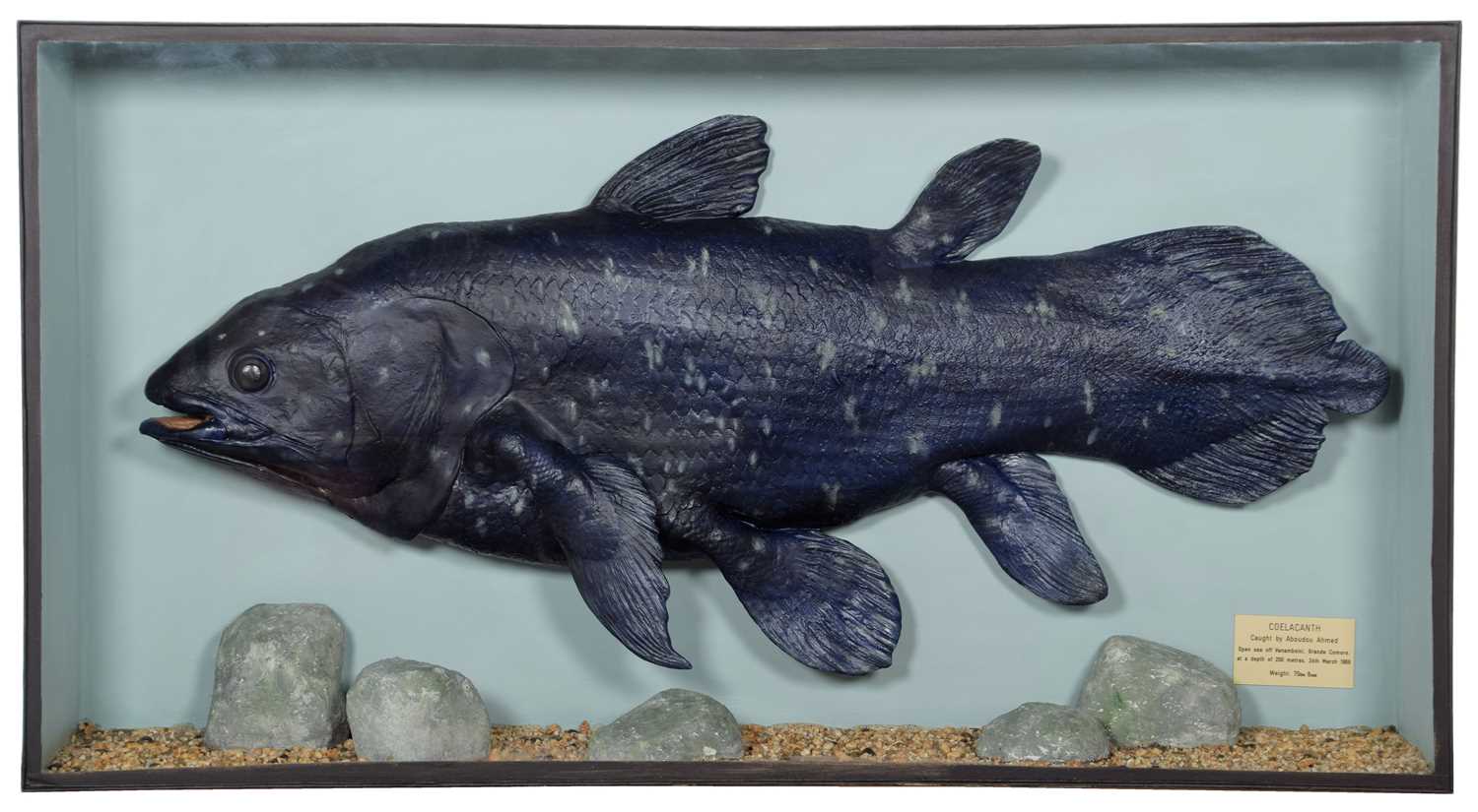 Lot 183 - Taxidermy/Natural History: A Large Cased Cast...