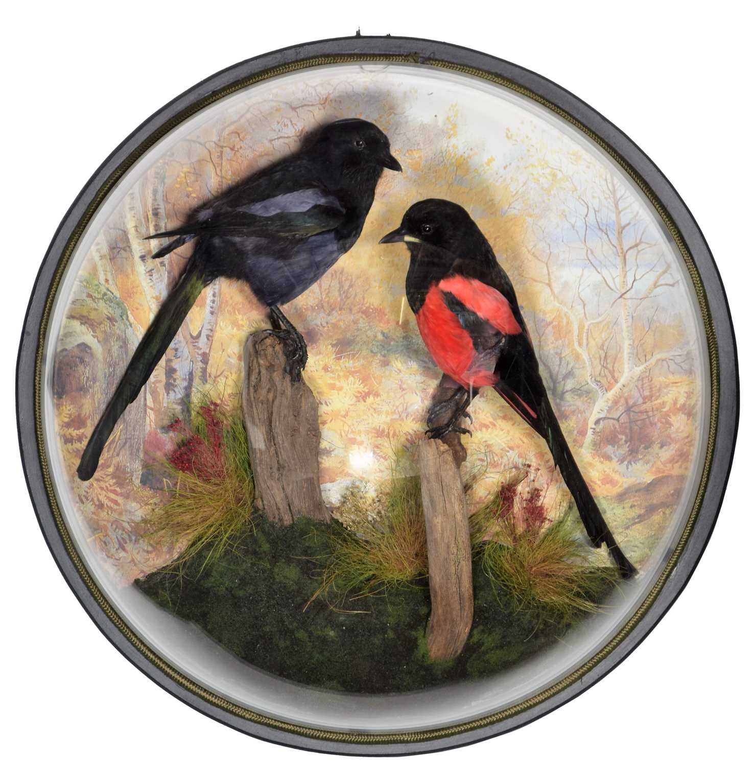 Lot 268 - Taxidermy: A Wall Domed Pair of Fictional...