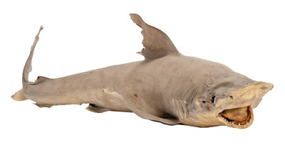 Lot 124 - Taxidermy: A Juvenile Atlantic Thresher Shark...