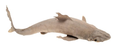 Lot 124 - Taxidermy: A Juvenile Atlantic Thresher Shark...