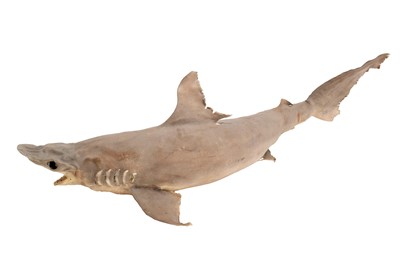 Lot 124 - Taxidermy: A Juvenile Atlantic Thresher Shark...