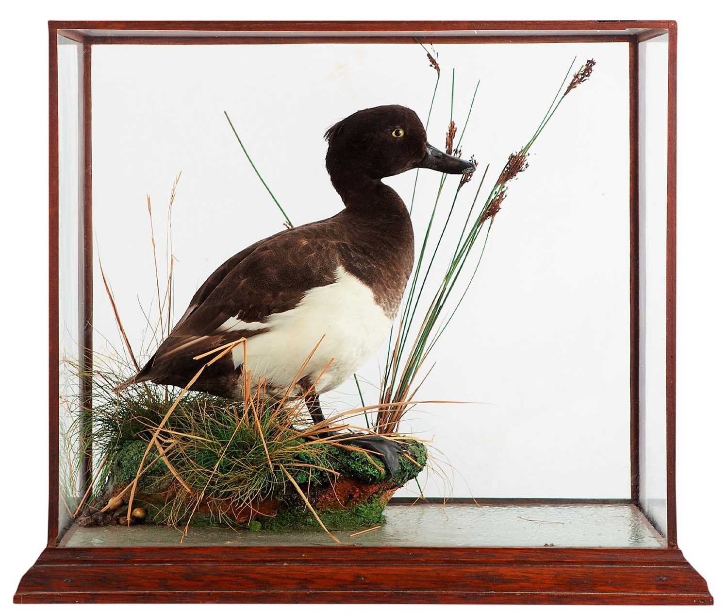 Lot 281 - Taxidermy: A Cased Tufted Duck (Aythya...
