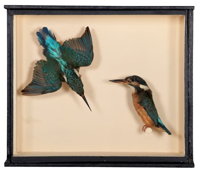 Lot 279 - Taxidermy: A Cased Pair of European...