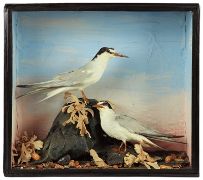 Lot 156 - Taxidermy: An Edwardian Cased Pair of Little...