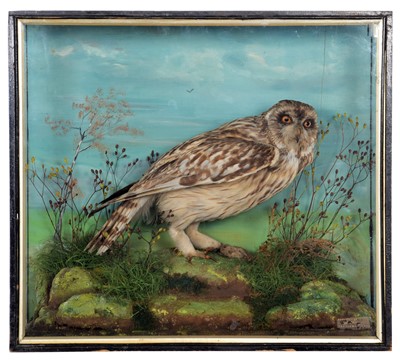 Lot 274 - Taxidermy: A Cased Short-Eared Owl (Asio...