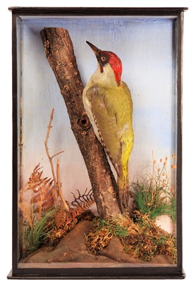 Lot 62 - Taxidermy: A Cased European Green Woodpecker...