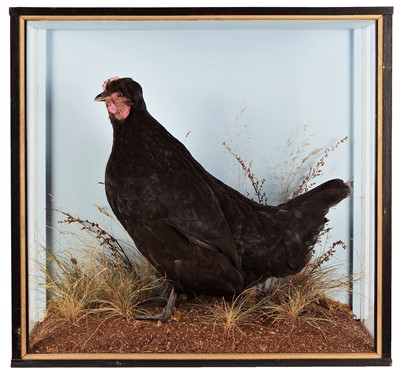 Lot 270 - Taxidermy: A Cased Black Legbar Hen (Gallus...