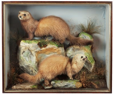 Lot 89 - Taxidermy: A Cased Pair of Polecats (Mustela...