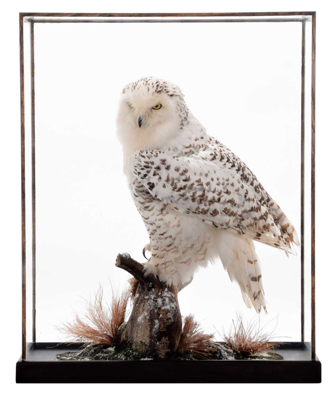 Lot 77 - Taxidermy: A Cased Snowy Owl (Nyctea...