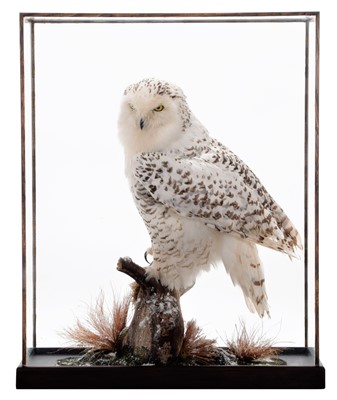 Lot Taxidermy: A Cased Snowy Owl (Nyctea...