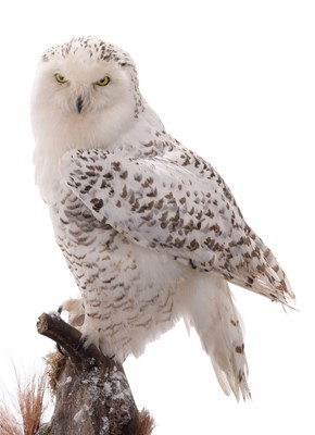 Lot 77 - Taxidermy: A Cased Snowy Owl (Nyctea...