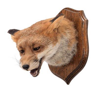 Lot 144 - Taxidermy: A Red Fox Mask (Vulpes vulpes),...