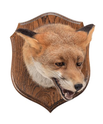 Lot 144 - Taxidermy: A Red Fox Mask (Vulpes vulpes),...