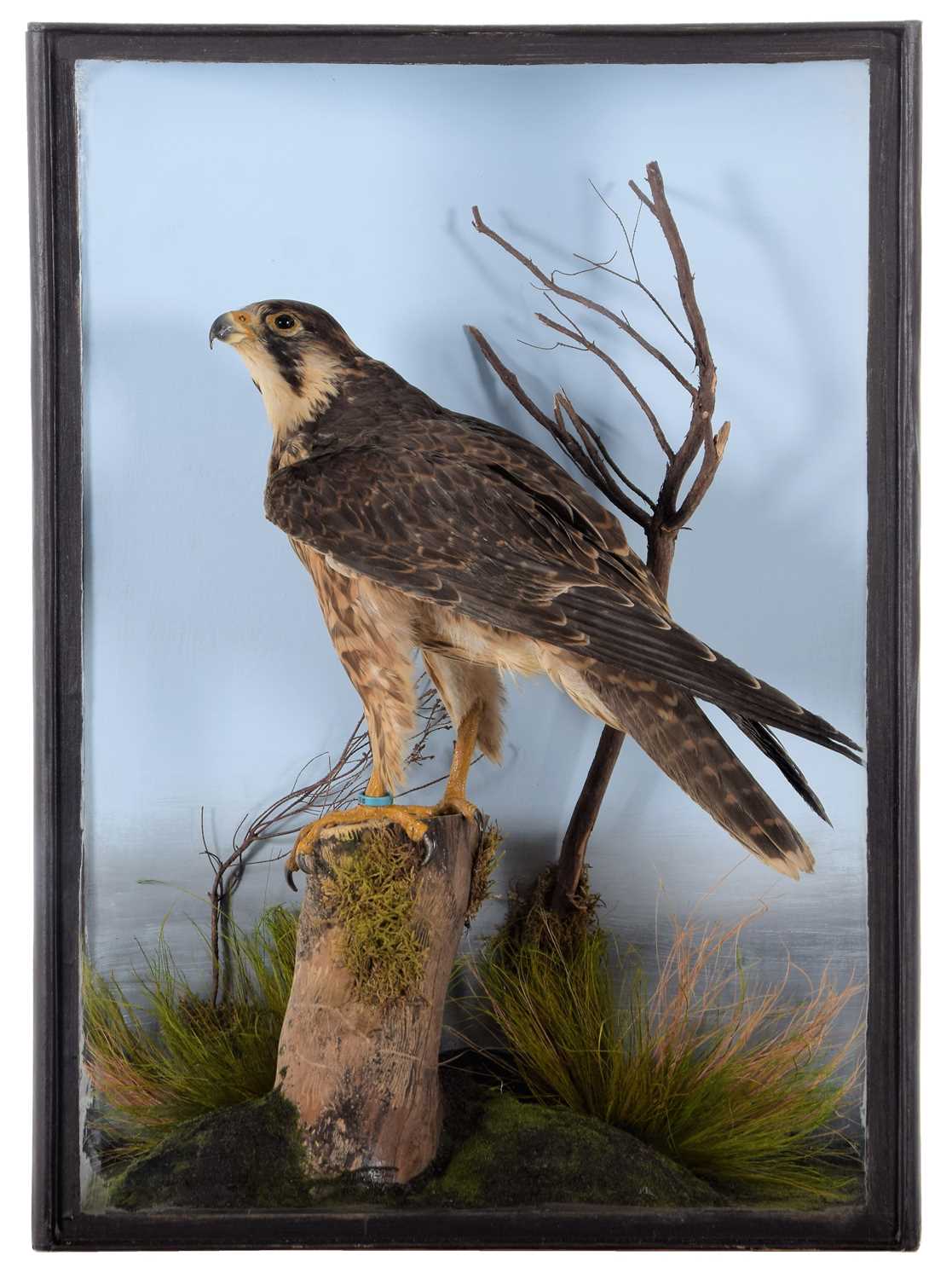 Lot 64 - Taxidermy: A Cased Barbary Falcon (Falco...