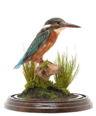 Lot 180 - Taxidermy: A European Kingfisher (Alcedo...