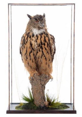 Lot Taxidermy: A Cased European Eagle Owl (Bubo...