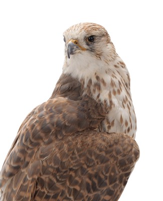 Lot 31 - Taxidermy: A Cased Gyr-Saker Falcon (Falco...