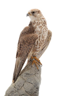 Lot 31 - Taxidermy: A Cased Gyr-Saker Falcon (Falco...