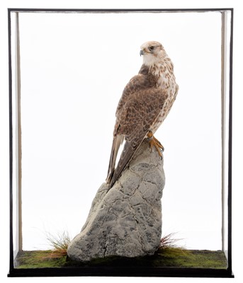 Lot Taxidermy: A Cased Gyr-Saker Falcon (Falco...
