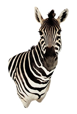 Lot 362 - Taxidermy: Burchell's Zebra (Equus quagga...