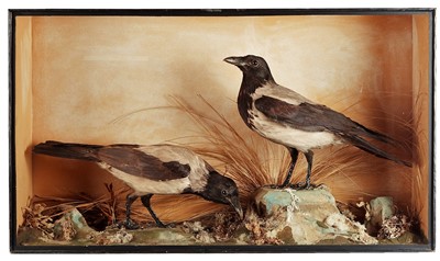 Lot 243 - Taxidermy: A Cased Pair of Hooded Crows...