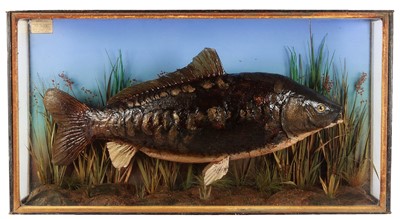 Lot 176 - Taxidermy: An Early 20th Century Cased Mirror...