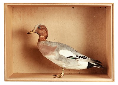 Lot 165 - Taxidermy: A Late Victorian Cased European...