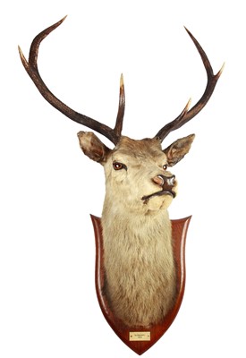 Lot 330 - Taxidermy: A Scottish Red Deer (Cervus elaphus...