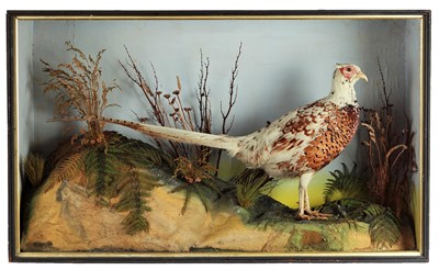 Lot 128 - Taxidermy: A Piebald Ring-necked Pheasant...