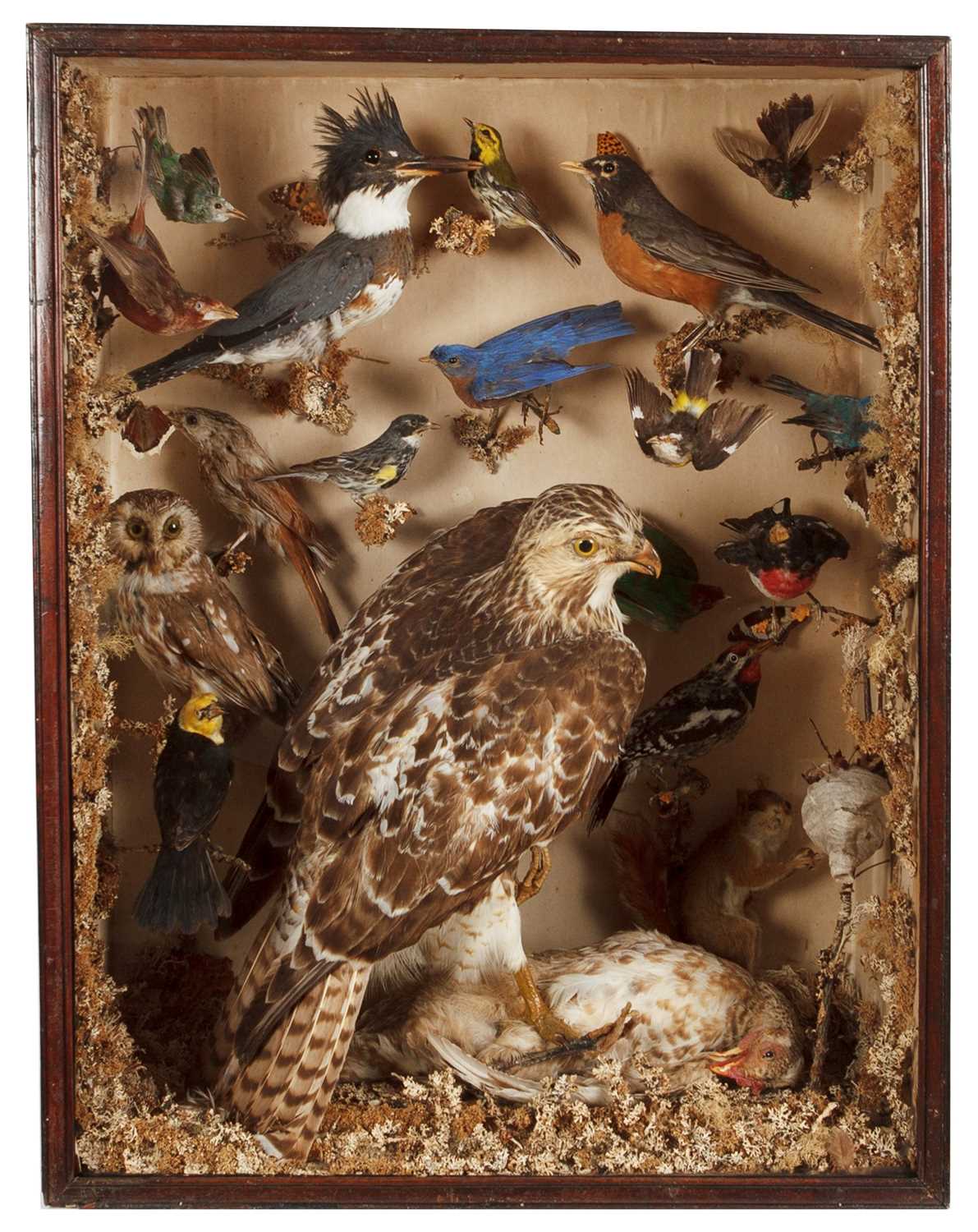 Lot 305 - Taxidermy: A Cased Diorama of Birds Native to...