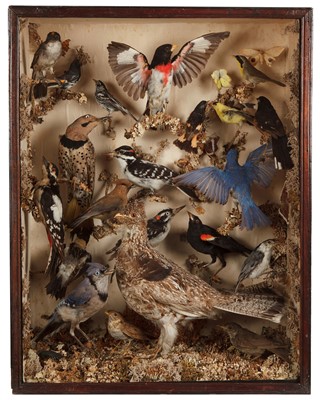 Lot 306 - Taxidermy: A Cased Diorama of Birds Native to...