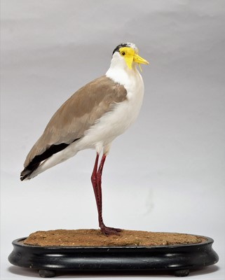 Lot 307 - Taxidermy: A Northern Masked Lapwing (Vanellus...