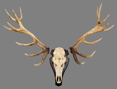 Lot 325 - Antlers/Horns: European Red Deer (Cervus...