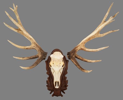 Lot 315 - Antlers/Horns: European Red Deer (Cervus...