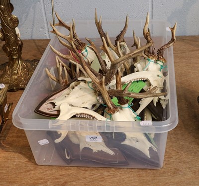 Lot 297 - Antlers/Horns: European Roebuck (Capreolus...