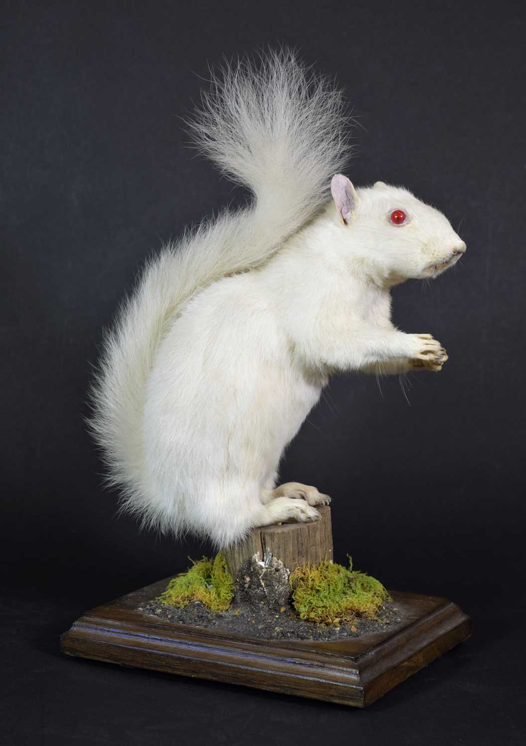 Lot 357 - Taxidermy: A Very Rare Albino Eastern Grey...