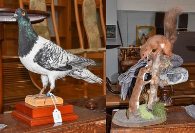 Lot 320 - Taxidermy: A Racing Pigeon, Weasel and Red...