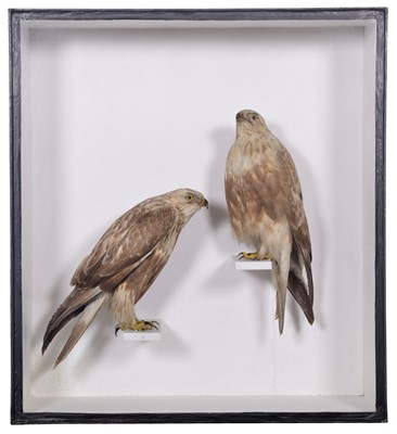 Lot Taxidermy: A Cased Pair of Rough-legged...