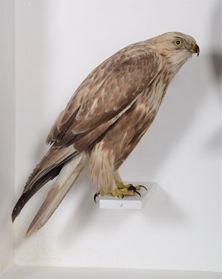 Lot 302 - Taxidermy: A Cased Pair of Rough-legged...