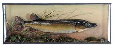 Lot 127 - Taxidermy: A Victorian Cased Northern Pike...