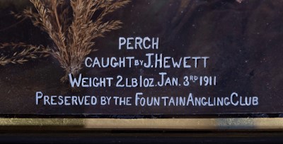 Lot 126 - Taxidermy: A Cased Perch (Perca fluviatilis),...