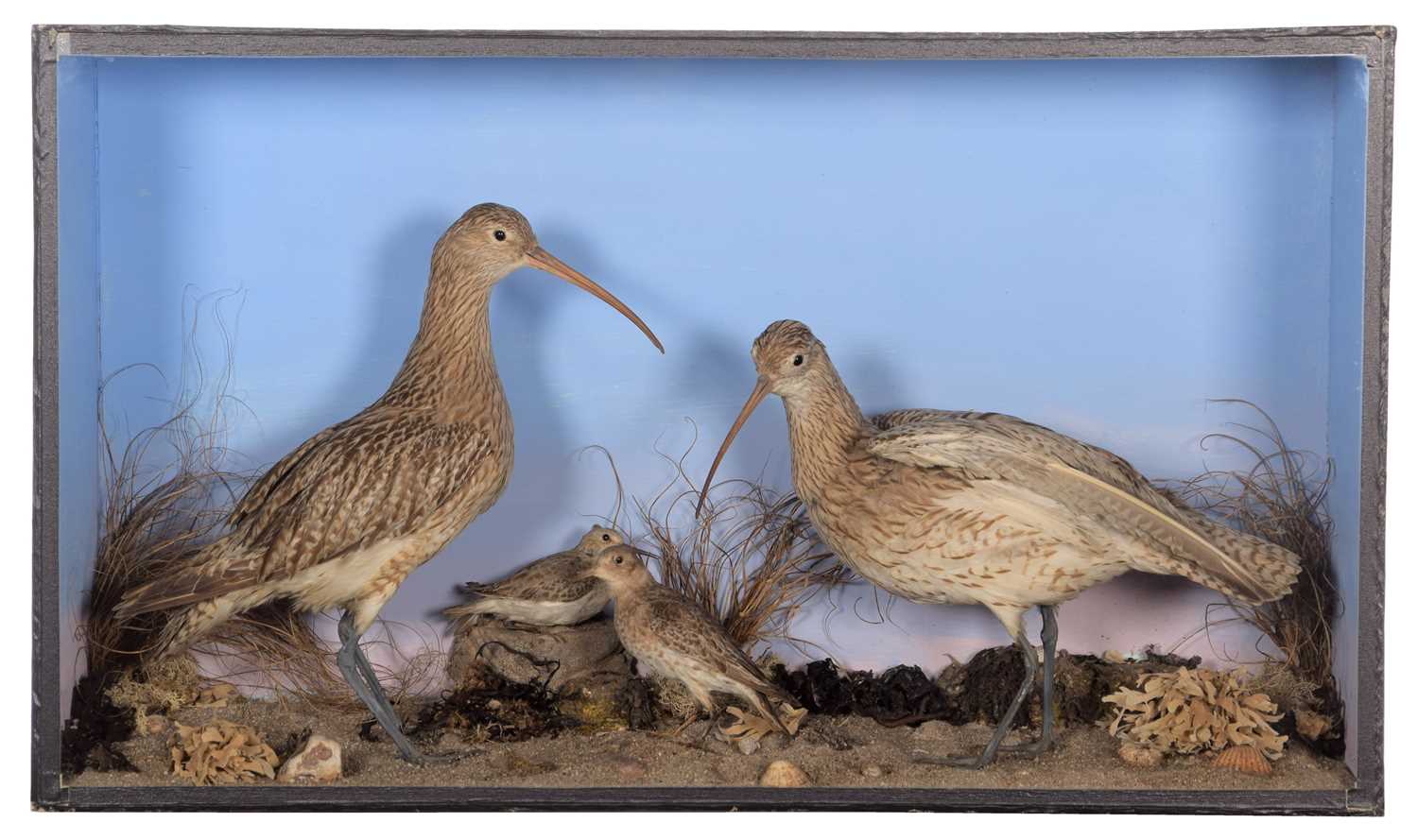 Lot 187 - Taxidermy: A Cased Pair of Curlews & Dunlins,...
