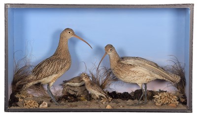 Lot Taxidermy: A Cased Pair of Curlews & Dunlins,...