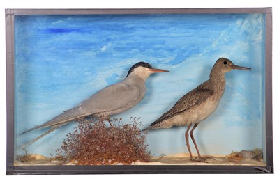 Lot 196 - Taxidermy: A Cased Arctic Tern & Common...
