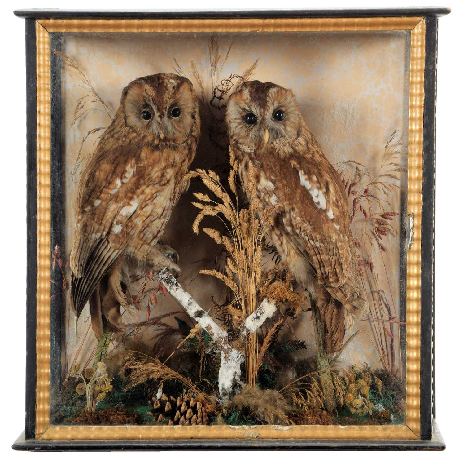 Lot 28 - Taxidermy: A Late Victorian Cased Pair of...